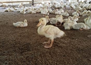 Bumdes Cikambuy Wirana Gemilang Andalkan Bebek Peking Guna Program Ketapang. Dok. (Nurlan)