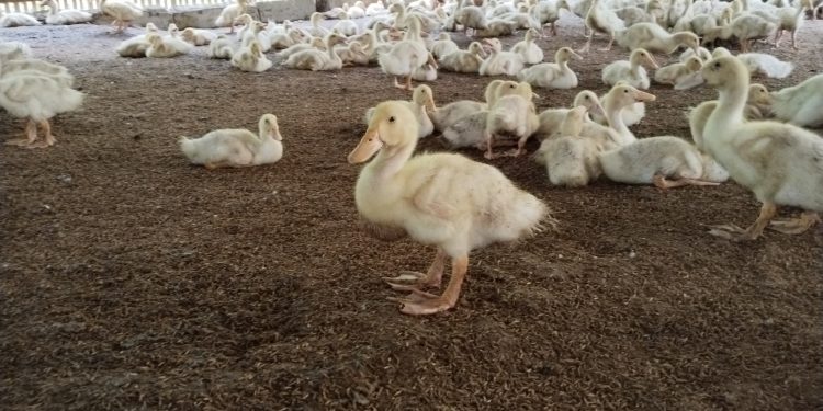 Bumdes Cikambuy Wirana Gemilang Andalkan Bebek Peking Guna Program Ketapang. Dok. (Nurlan)