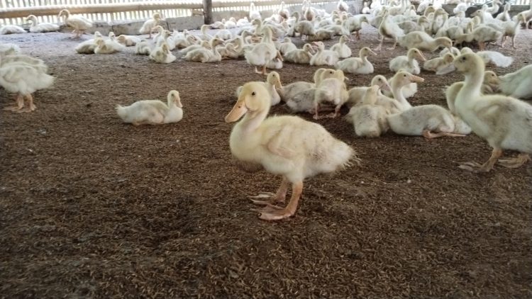 Bumdes Cikambuy Wirana Gemilang Andalkan Bebek Peking Guna Program Ketapang. Dok. (Nurlan)
