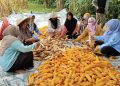 Kades Walikukun membersamai petani memanen jagung hibrida. Dok. (Nurlan)