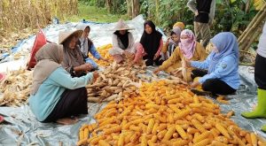 Kades Walikukun membersamai petani memanen jagung hibrida. Dok. (Nurlan)