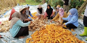 Kades Walikukun membersamai petani memanen jagung hibrida. Dok. (Nurlan)