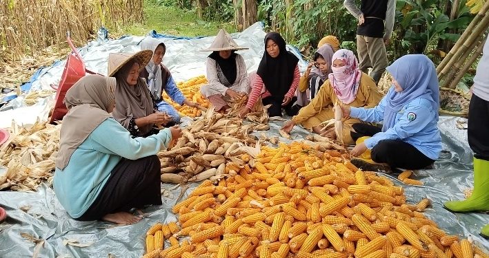 Kades Walikukun membersamai petani memanen jagung hibrida. Dok. (Nurlan)