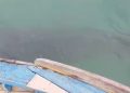 Kemunculan ikan hiu tutul di perairan Pemujan Teluk Banten. Dok. (Ist)