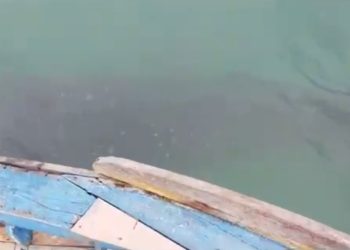 Kemunculan ikan hiu tutul di perairan Pemujan Teluk Banten. Dok. (Ist)