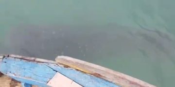 Kemunculan ikan hiu tutul di perairan Pemujan Teluk Banten. Dok. (Ist)