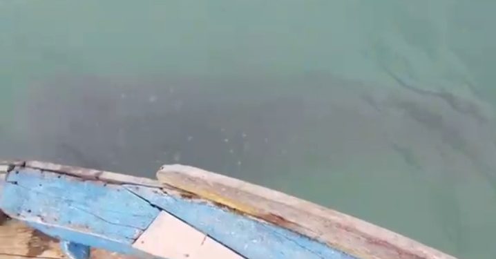 Kemunculan ikan hiu tutul di perairan Pemujan Teluk Banten. Dok. (Ist)