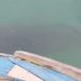 Kemunculan ikan hiu tutul di perairan Pemujan Teluk Banten. Dok. (Ist)
