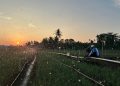 Melalui listrik PLN, produktivitas dan efisiensi para petani bawang di Desa Telle, Kabupaten Bone, Sulawesi Selatan semakin meningkat. Kehadiran energi listrik yang andal dan terjangkau berdampak positif bagi daya beli masyarakat dan pertumbuhan ekonomi nasional. Dok. (Ist)