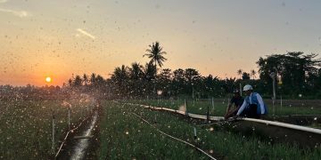 Melalui listrik PLN, produktivitas dan efisiensi para petani bawang di Desa Telle, Kabupaten Bone, Sulawesi Selatan semakin meningkat. Kehadiran energi listrik yang andal dan terjangkau berdampak positif bagi daya beli masyarakat dan pertumbuhan ekonomi nasional. Dok. (Ist)