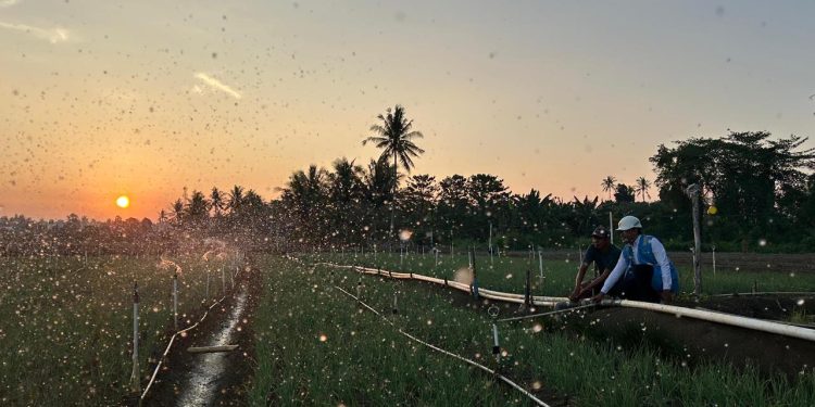 Melalui listrik PLN, produktivitas dan efisiensi para petani bawang di Desa Telle, Kabupaten Bone, Sulawesi Selatan semakin meningkat. Kehadiran energi listrik yang andal dan terjangkau berdampak positif bagi daya beli masyarakat dan pertumbuhan ekonomi nasional. Dok. (Ist)