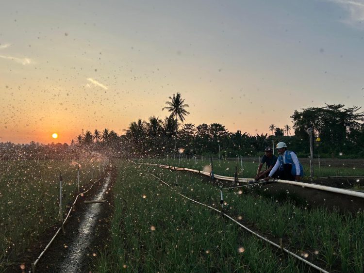 Melalui listrik PLN, produktivitas dan efisiensi para petani bawang di Desa Telle, Kabupaten Bone, Sulawesi Selatan semakin meningkat. Kehadiran energi listrik yang andal dan terjangkau berdampak positif bagi daya beli masyarakat dan pertumbuhan ekonomi nasional. Dok. (Ist)