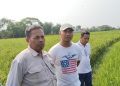 Camat Carenang Bersama BPP dan Desa serta kelompok tani memitigasi dampak kemarau di persawahan. Dok. (Nurlan)