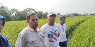 Camat Carenang Bersama BPP dan Desa serta kelompok tani memitigasi dampak kemarau di persawahan. Dok. (Nurlan)