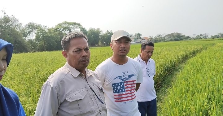 Camat Carenang Bersama BPP dan Desa serta kelompok tani memitigasi dampak kemarau di persawahan. Dok. (Nurlan)