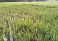 Lahan Sawah di Kecamatan Carenang yang terkena serangan hama wereng. Dok. (Nurlan)