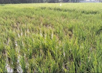 Lahan Sawah di Kecamatan Carenang yang terkena serangan hama wereng. Dok. (Nurlan)