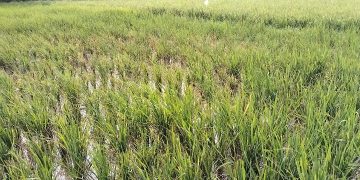 Lahan Sawah di Kecamatan Carenang yang terkena serangan hama wereng. Dok. (Nurlan)