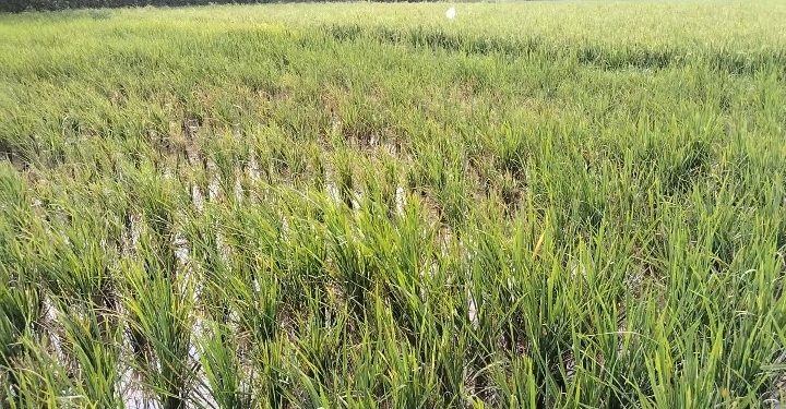Lahan Sawah di Kecamatan Carenang yang terkena serangan hama wereng. Dok. (Nurlan)