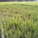 Lahan Sawah di Kecamatan Carenang yang terkena serangan hama wereng. Dok. (Nurlan)