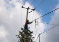Petugas PLN tengah melakukan perbaikan jaringan tegangan rendah (JTR) yang terdampak gempa bumi di Desa Welamosa, Kecamatan Wewaria, Kabupaten Ende, Nusa Tenggara Timur (NTT). Dok. (Ist)