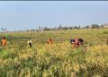 Petani di Kramatwatu merugi akibat serangan hama sehingga hasil panen berkurang. (Dok.Ist)