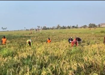 Petani di Kramatwatu merugi akibat serangan hama sehingga hasil panen berkurang. (Dok.Ist)