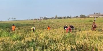 Petani di Kramatwatu merugi akibat serangan hama sehingga hasil panen berkurang. (Dok.Ist)
