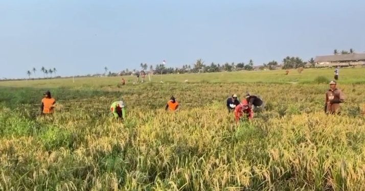 Petani di Kramatwatu merugi akibat serangan hama sehingga hasil panen berkurang. (Dok.Ist)