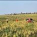 Petani di Kramatwatu merugi akibat serangan hama sehingga hasil panen berkurang. (Dok.Ist)