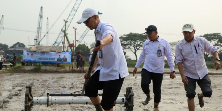 DKPP Kabupaten Serang menanam padi 500 hektar dan vaksinasi hewan dirangkaikan dengan HUT Kabupaten Serang. Dok. (Ist)
