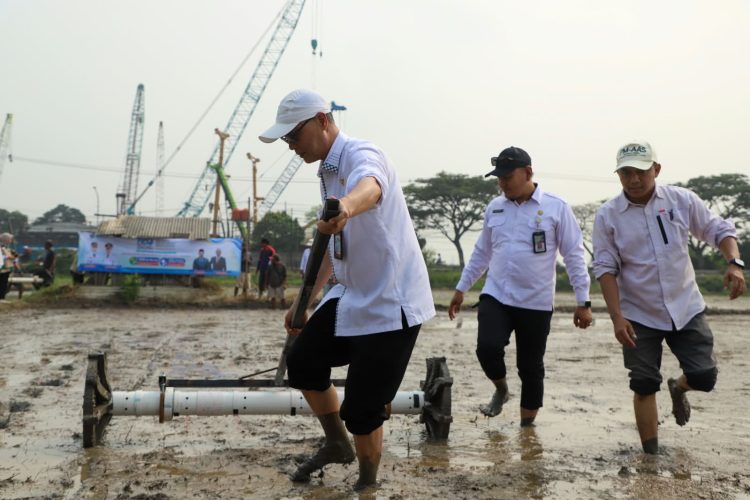 DKPP Kabupaten Serang menanam padi 500 hektar dan vaksinasi hewan dirangkaikan dengan HUT Kabupaten Serang. Dok. (Ist)