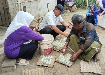 Pengelola Bumdes sedang memanen telur hasil budidaya bebek petelur. Dok (Nurlan)