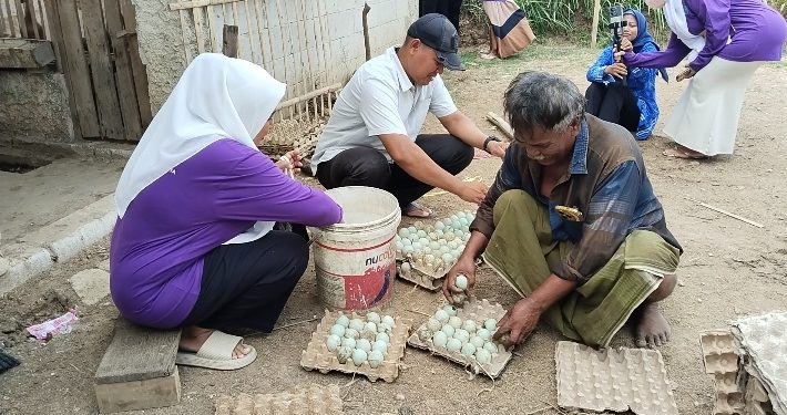 Pengelola Bumdes sedang memanen telur hasil budidaya bebek petelur. Dok (Nurlan)