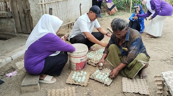 Pengelola Bumdes sedang memanen telur hasil budidaya bebek petelur. Dok (Nurlan)
